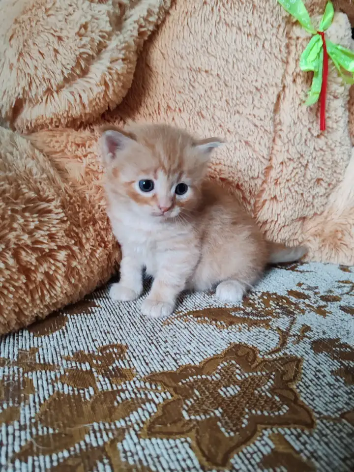 Британские котята, фотография 2