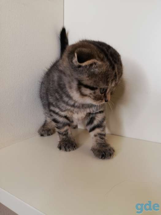 Шотландский вислоухий котенок, фотография 2