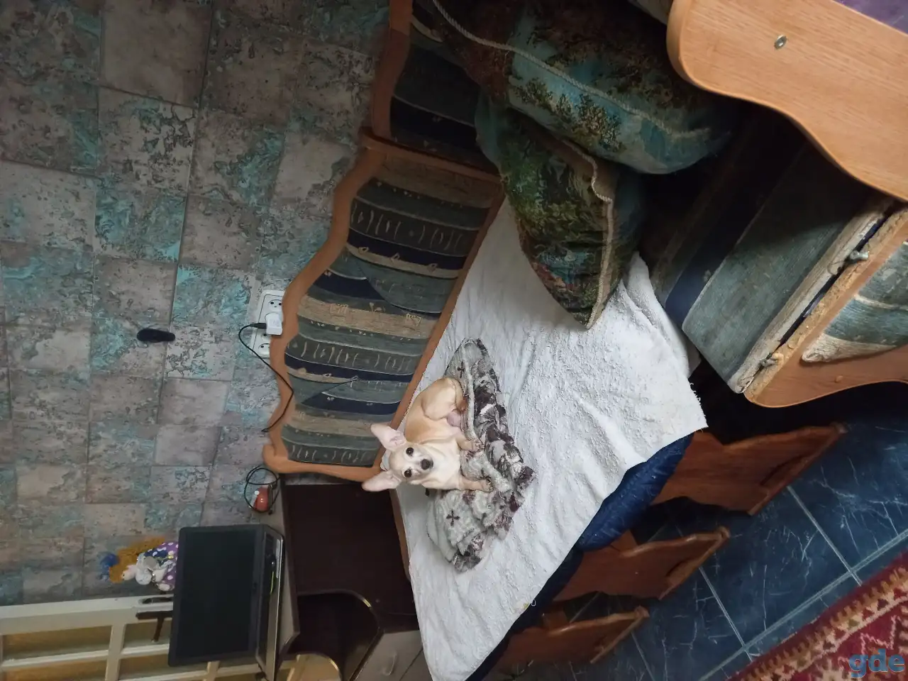Продам щенка русского той-терьер девочка, фотография 3