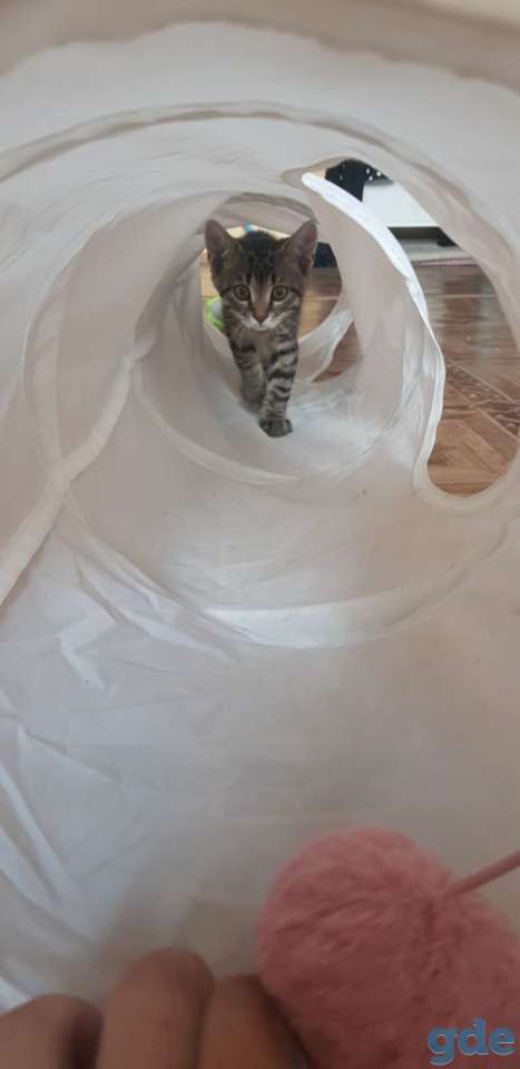 Котята в хорошие руки, фотография 2