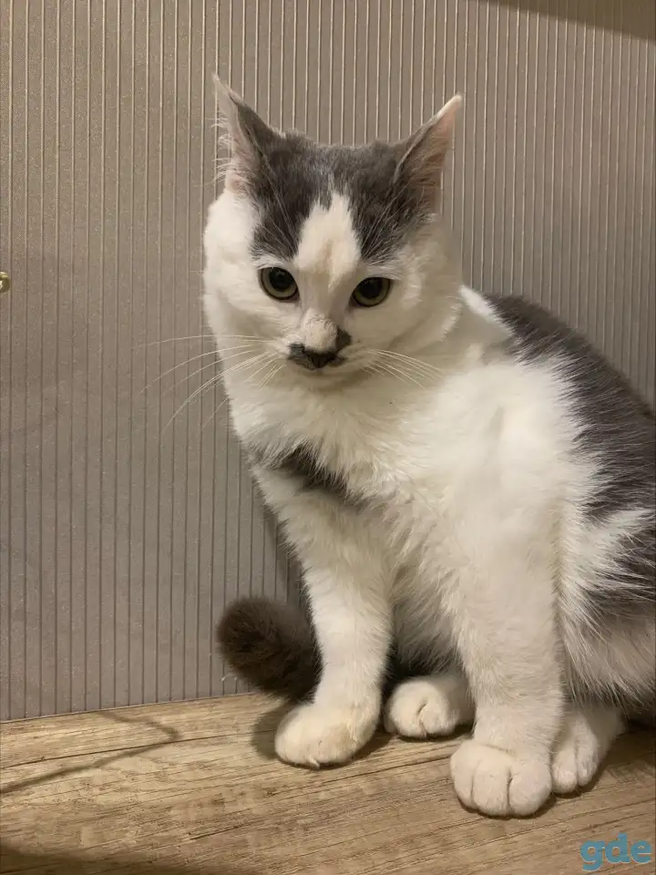 Котенок в дар, фотография 2