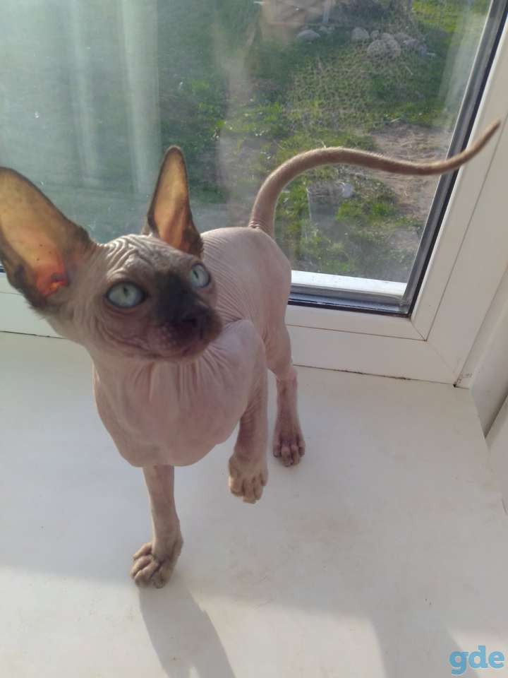 Котята канадского сфинкса, фотография 1