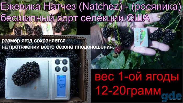 Ежевика саженцы, фотография 3