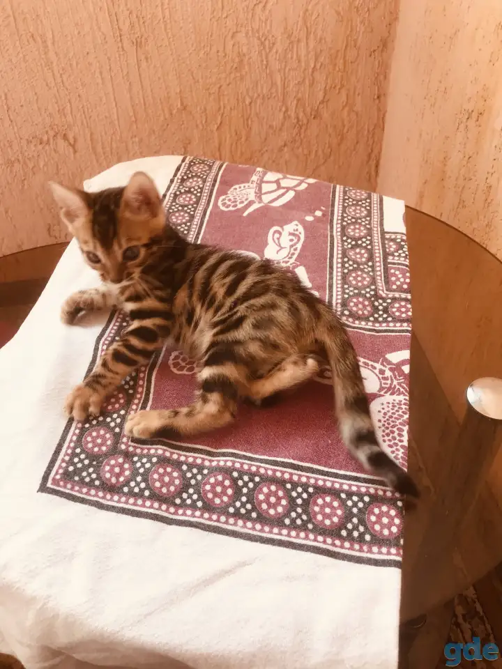 Бенгальские котята, фотография 6