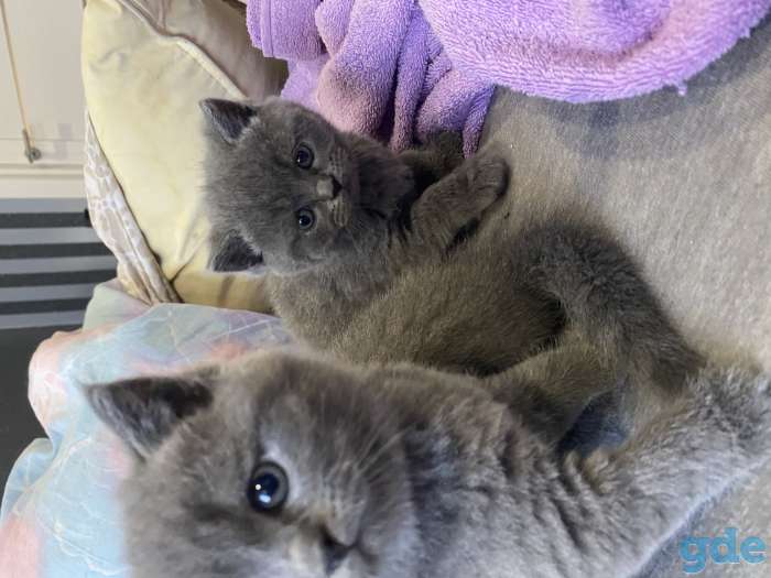 Продам шикарных британских котят, фотография 11
