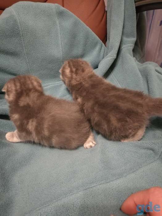 Шотландские вислоухие котята, фотография 4