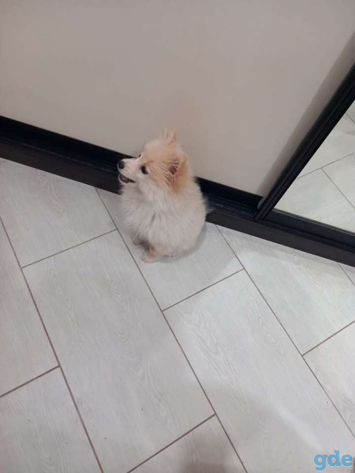 Продам шпица, 4 мес , мальчик, фотография 2