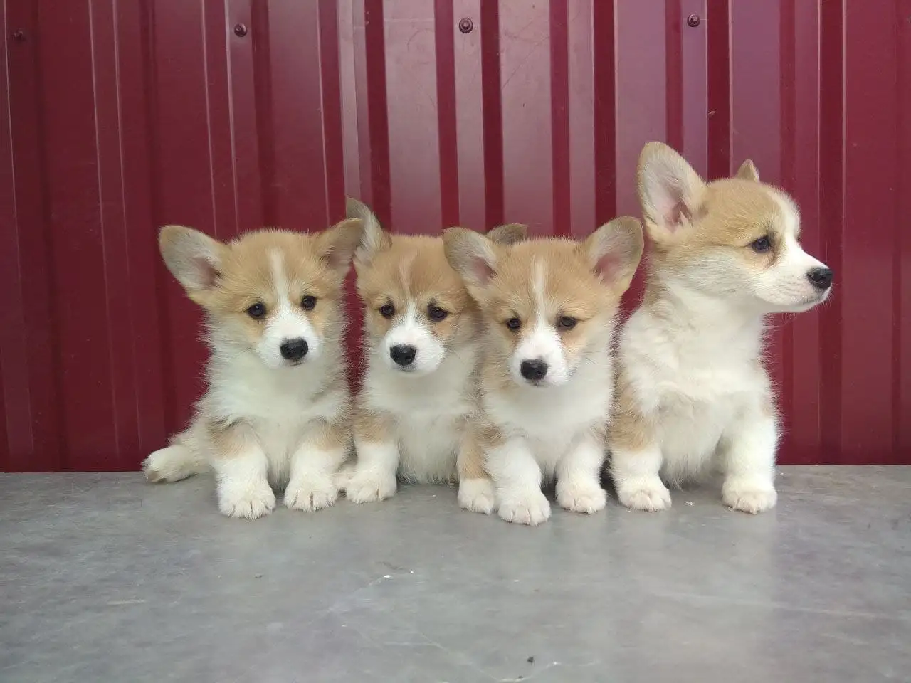 Щенки Корги Продажа, фотография 4