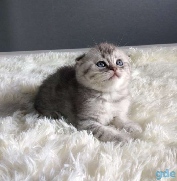 Котята, фотография 2