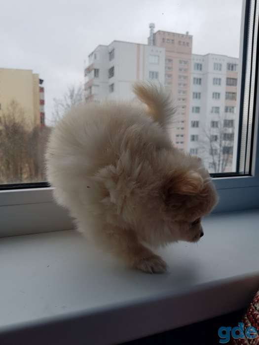 Щенки шпица, фотография 5
