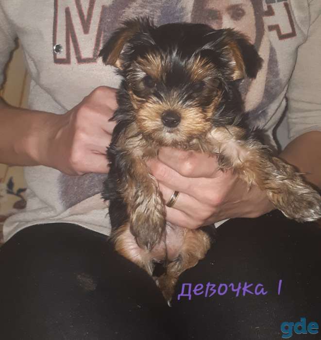 Продам Щенков Йоркширского Терьера, фотография 2