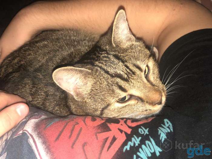 Кот 