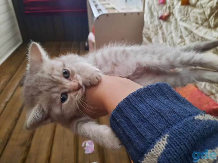 Шотландская кошечка, фотография 1
