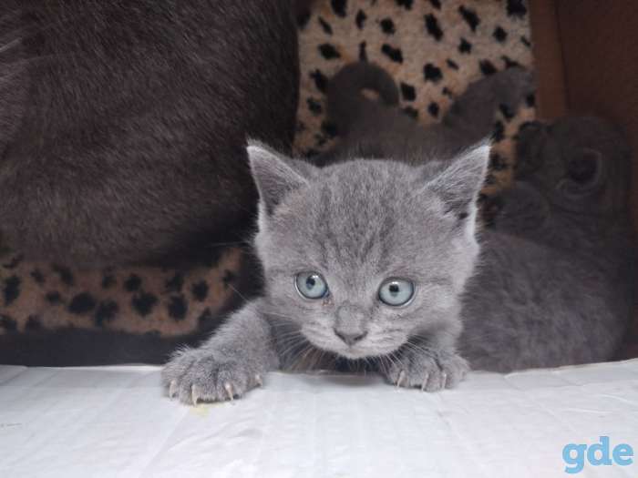 Британские котята, фотография 3