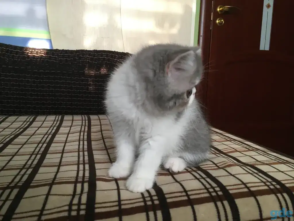 Экзотические короткошёрстные котята, фотография 4