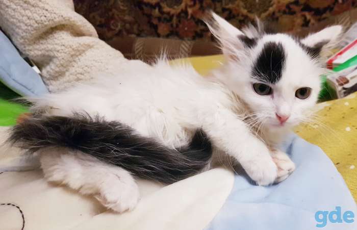 Котенок,кошечка в дар., фотография 4
