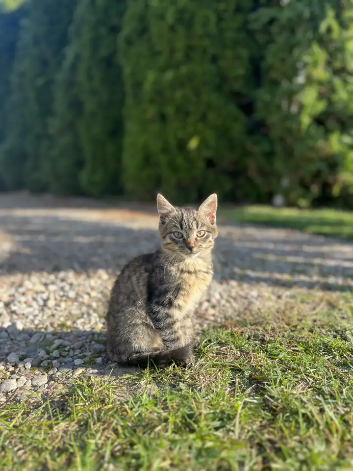 Котята в добрые руки, фотография 3