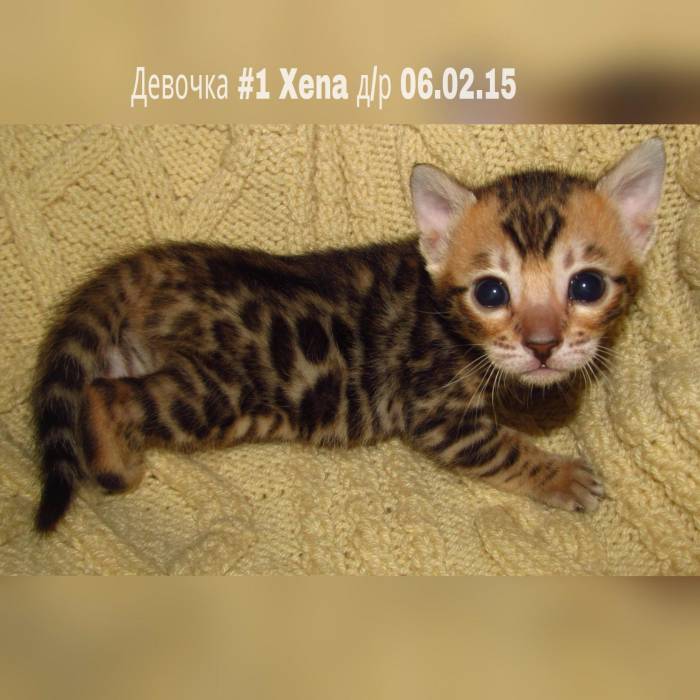 Бенгальские котята, фотография 7