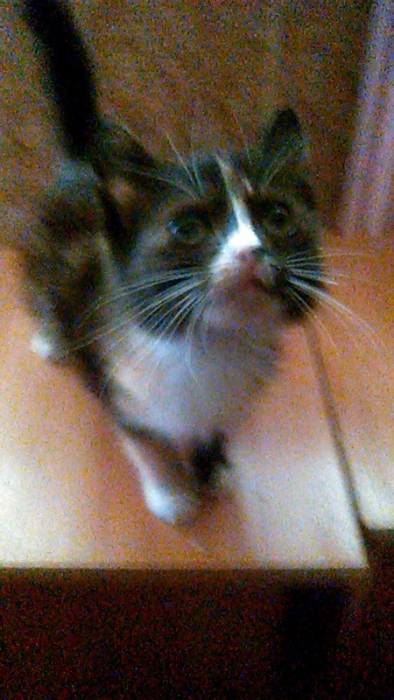 Котёнок., фотография 1