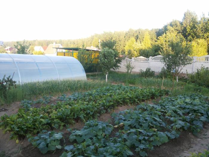 Участок продам, Домашаны, фотография 1
