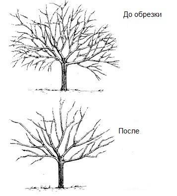 Обрезка деревьев., фотография 1