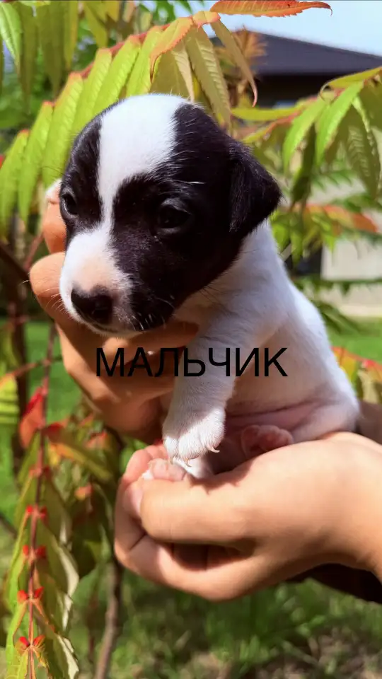 Продам щенков Джек Рассел терьера, фотография 4