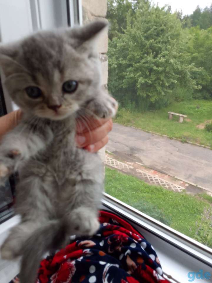 Шотландские котята, фотография 2