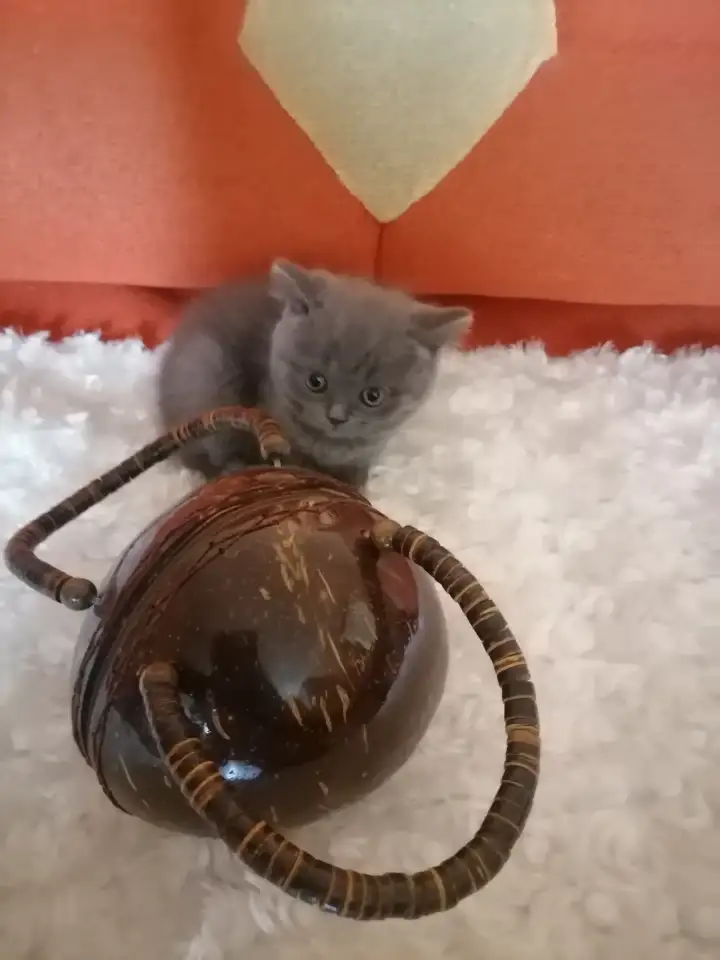 Шотландские котята, фотография 5