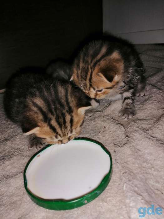 Шотландские котята, фотография 3