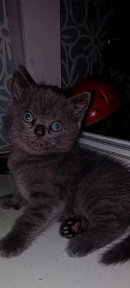 Котята британцы, фотография 6