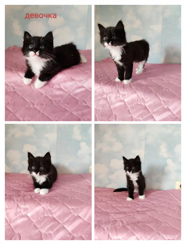 Котятки в хорошие руки, фотография 1