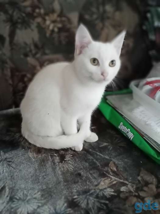 Отдам котят., фотография 2
