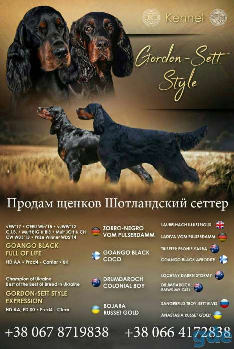 Щенки. Шотландский сеттер (гордон сеттер) Setter Gordon, фотография 2