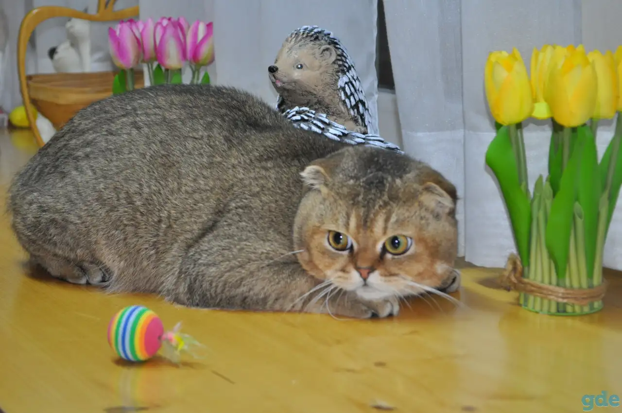 Шотландский кот, фотография 1