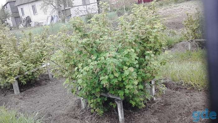 Срочно продам дачу, фотография 9