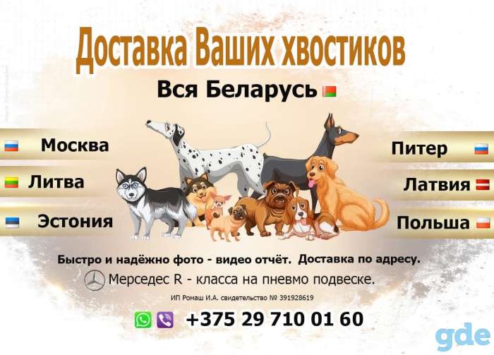 Доставка Ваших животных быстро и с комфортом!, фотография 1