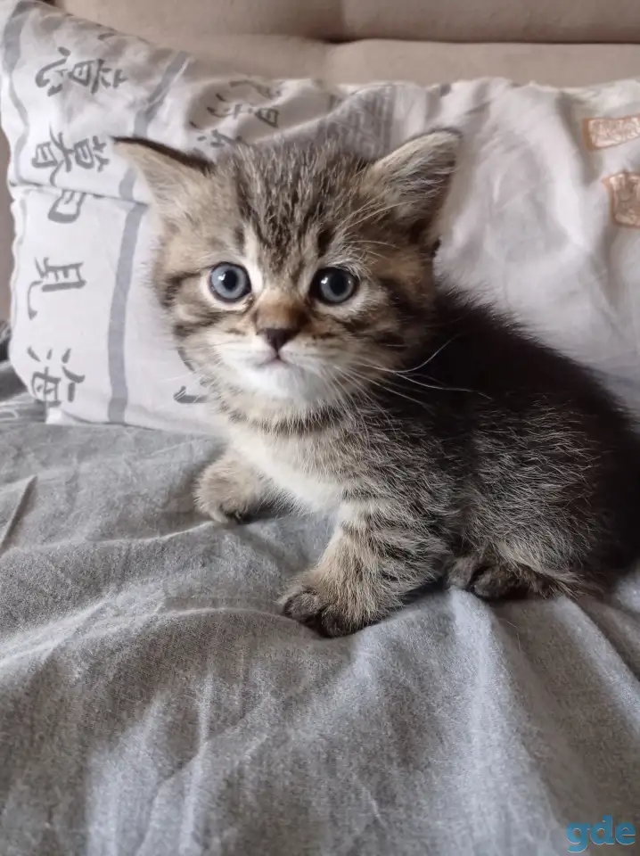 Продам британских котят, фотография 3