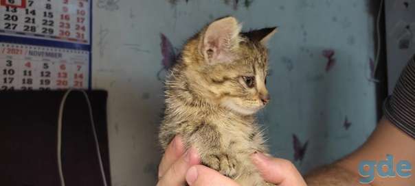 Котенок ищет дом, фотография 1