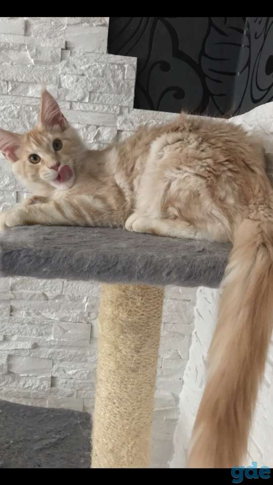 Котёнок мейн-кун, фотография 6