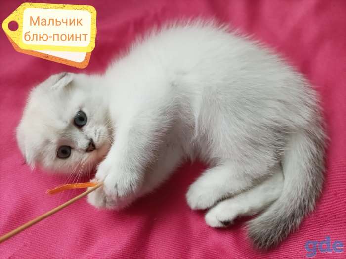 Чистокровные шотландские короткошерстные котята, фотография 2