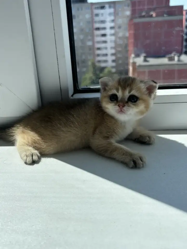 Шотландский котенок золотая шиншилла, фотография 2