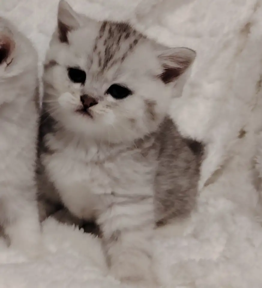 Шотландские котята., фотография 8