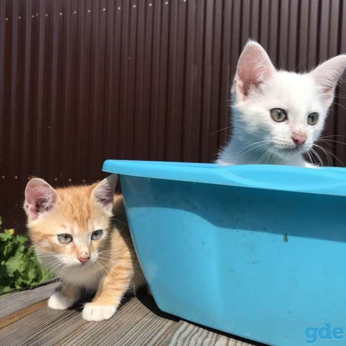 Котята, фотография 3