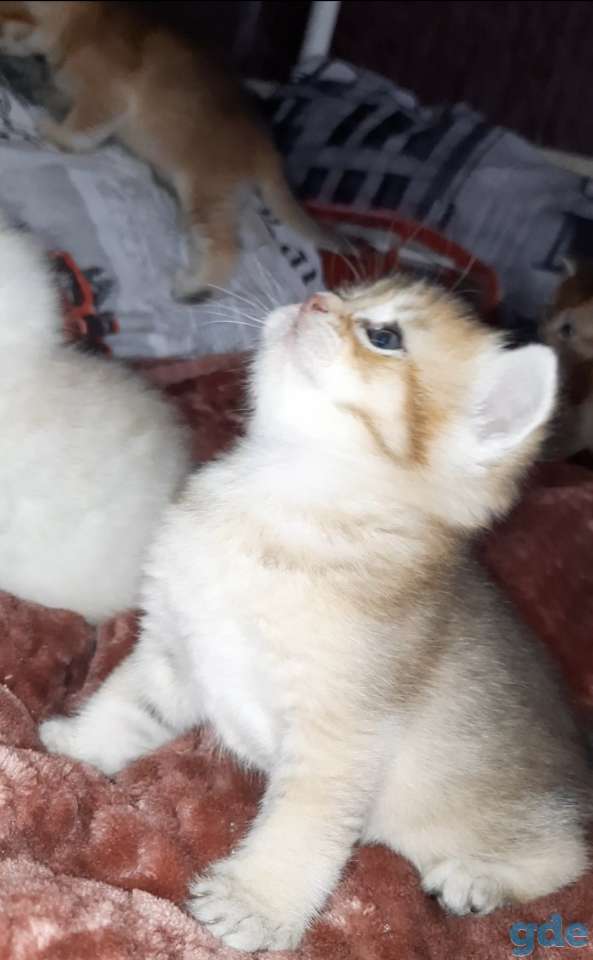 Шотландские котята, фотография 2