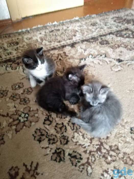 Дарю котят., фотография 2