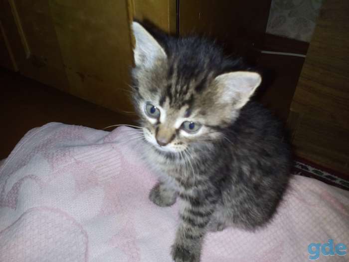 Отдам котят в хорошие руки, фотография 1