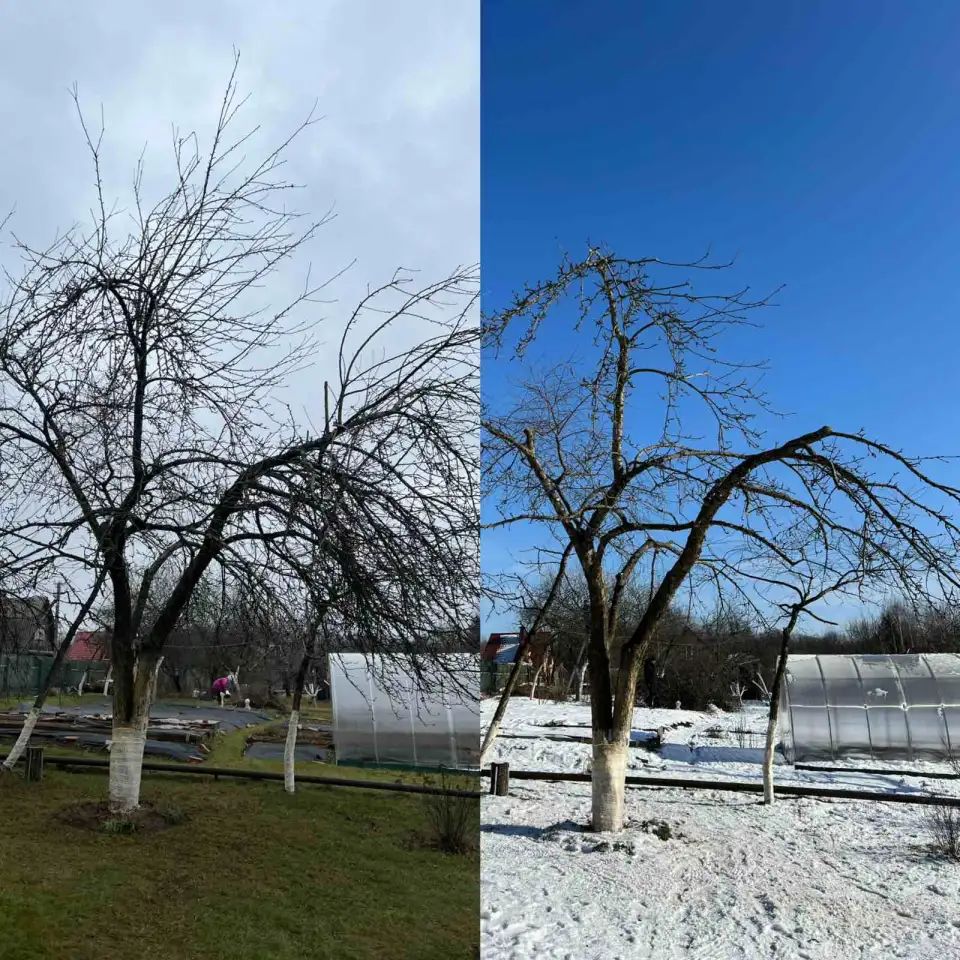 Обрезка плодовых деревьев, сада., фотография 1