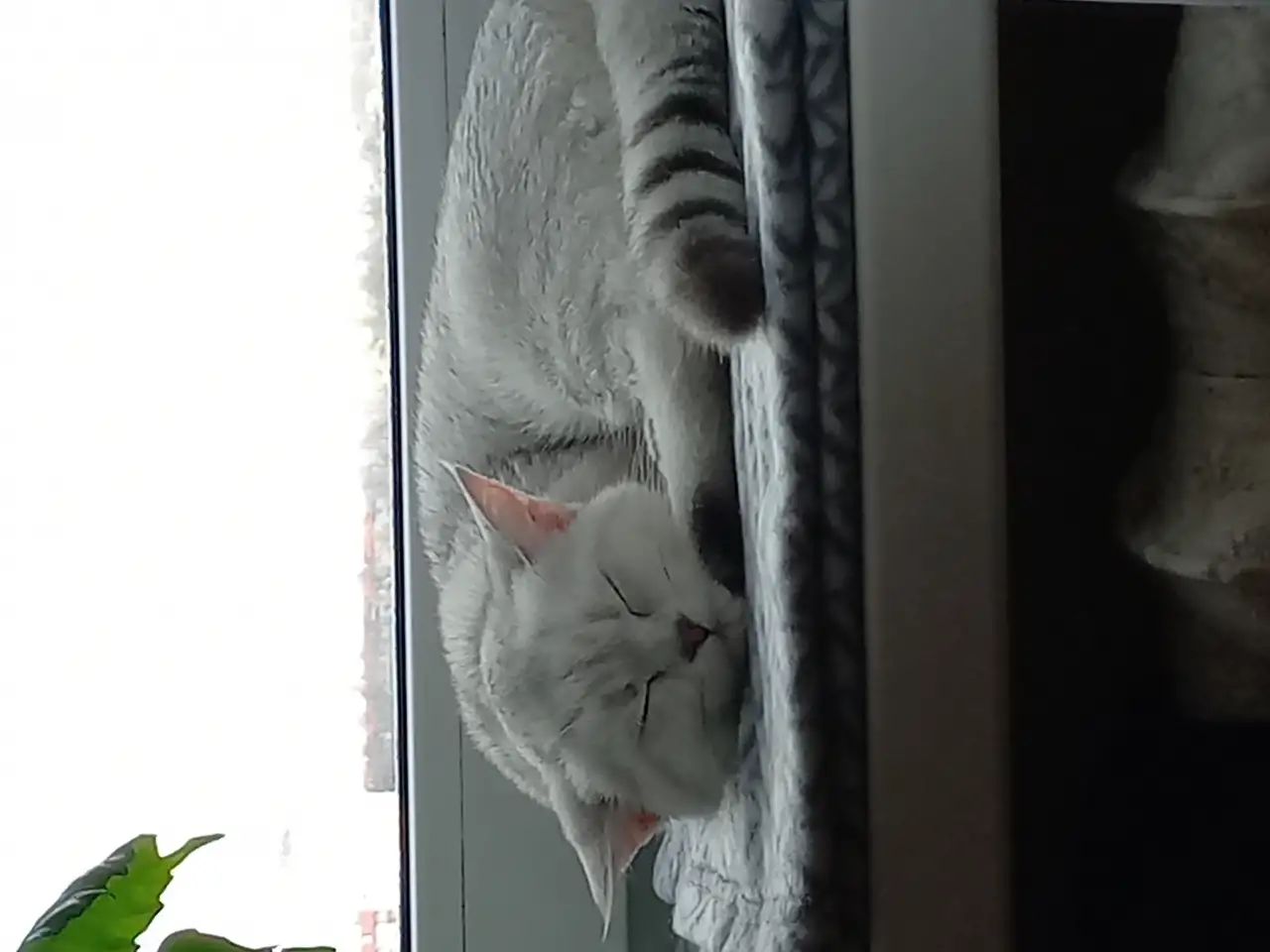 Шотландская кошка, фотография 2