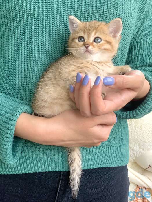 Шикарный шотландский котёнок, фотография 8