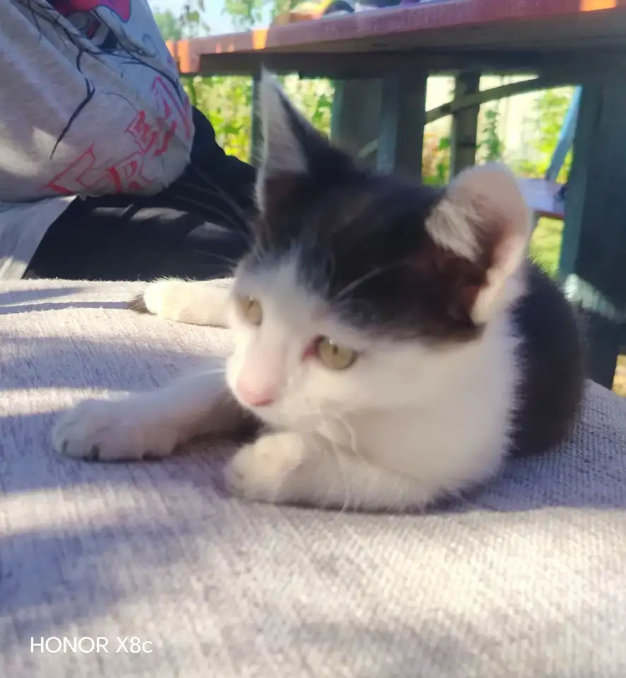 Милые котята ищут дом, фотография 2